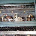 China manufacturers produce customized duck breeding equipment